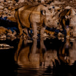 A mother and juvenile Black Rhinoceros spend time at the water's edge in Namibia's Etosha National Park. This pair were among eight Rhinos who assembled at the Okaukeujo waterhole - a real treat for those of us watching (image by Virginia Wilde)