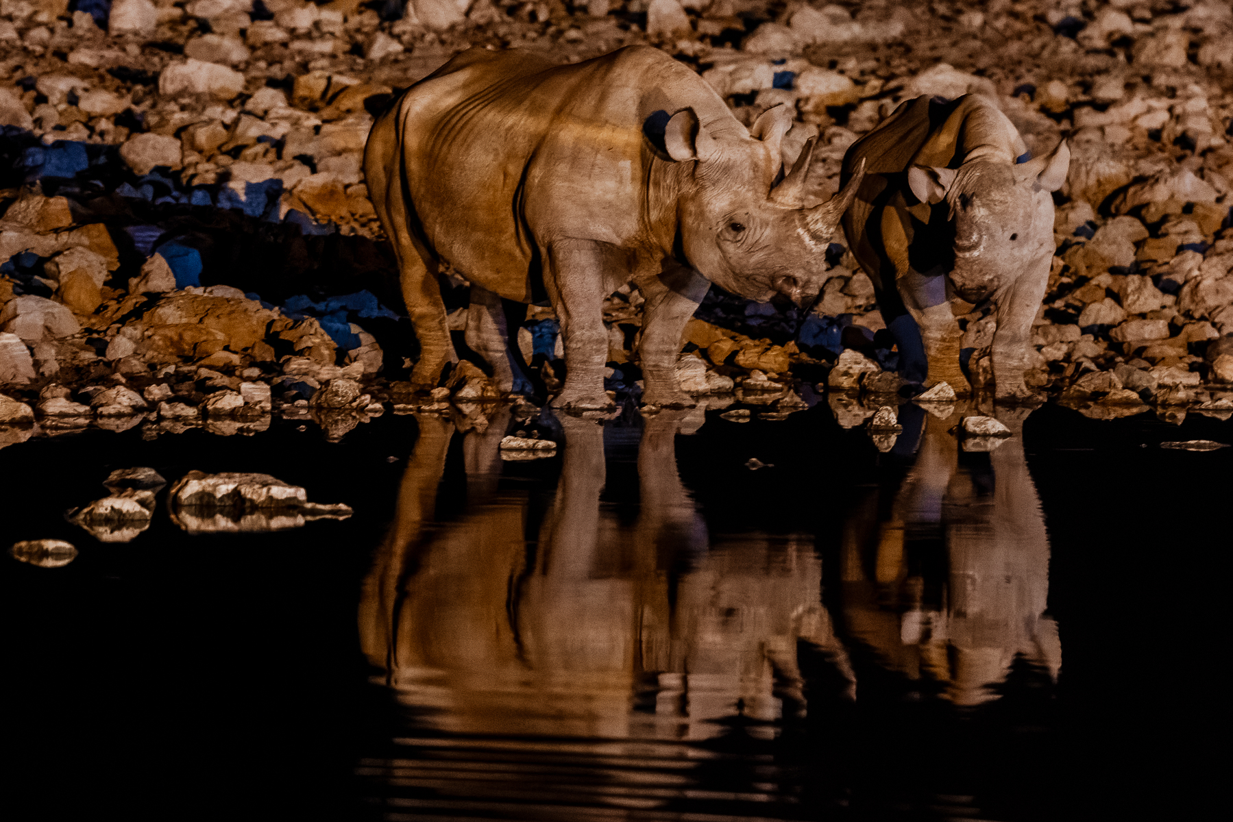 A mother and juvenile Black Rhinoceros spend time at the water's edge in Namibia's Etosha National Park. This pair were among eight Rhinos who assembled at the Okaukeujo waterhole - a real treat for those of us watching (image by Virginia Wilde)