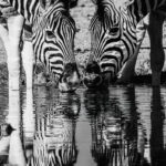The black-and-white stripes of these Burchell's Zebra create a pattern of lines and reflections, blurring the boundary between animal and landscape (image by Virginia Wilde)