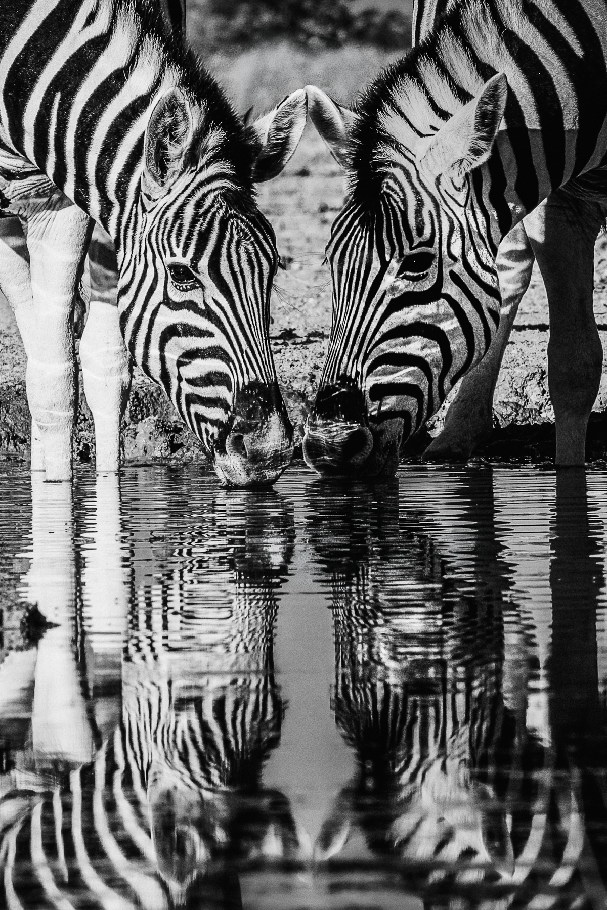 The black-and-white stripes of these Burchell's Zebra create a pattern of lines and reflections, blurring the boundary between animal and landscape (image by Virginia Wilde)
