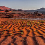 The Namib after rain is a desert transformed, with tiny shoots pushing through the rust-red sand beneath the great dunes of Sossusvlei (image by Virginia Wilde)