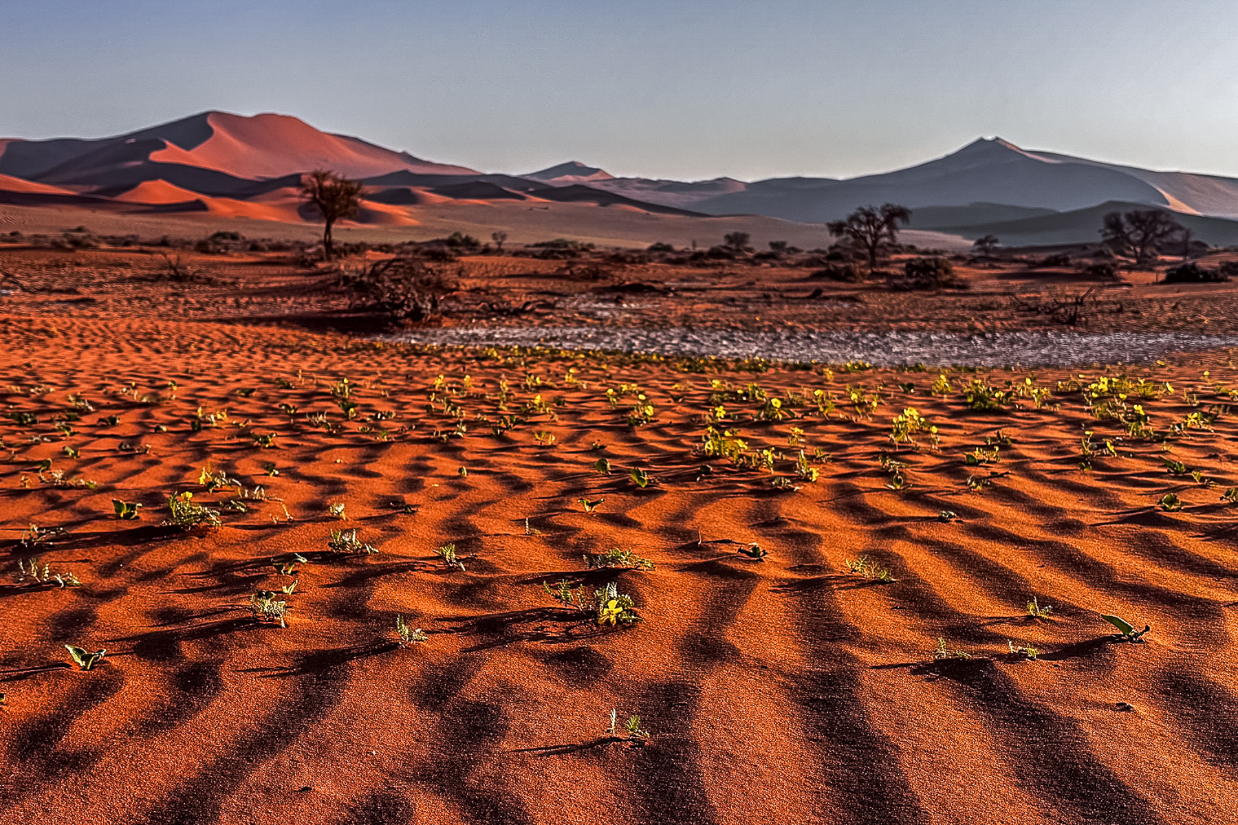 The Namib after rain is a desert transformed, with tiny shoots pushing through the rust-red sand beneath the great dunes of Sossusvlei (image by Virginia Wilde)