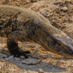A Southern Rock Monitor lizard uses its tongue to sample the air for chemical information - vital for helping it detect prey, trails and potential mates. Taken in Namibia's Etosha National Park (image by Virginia Wilde)
