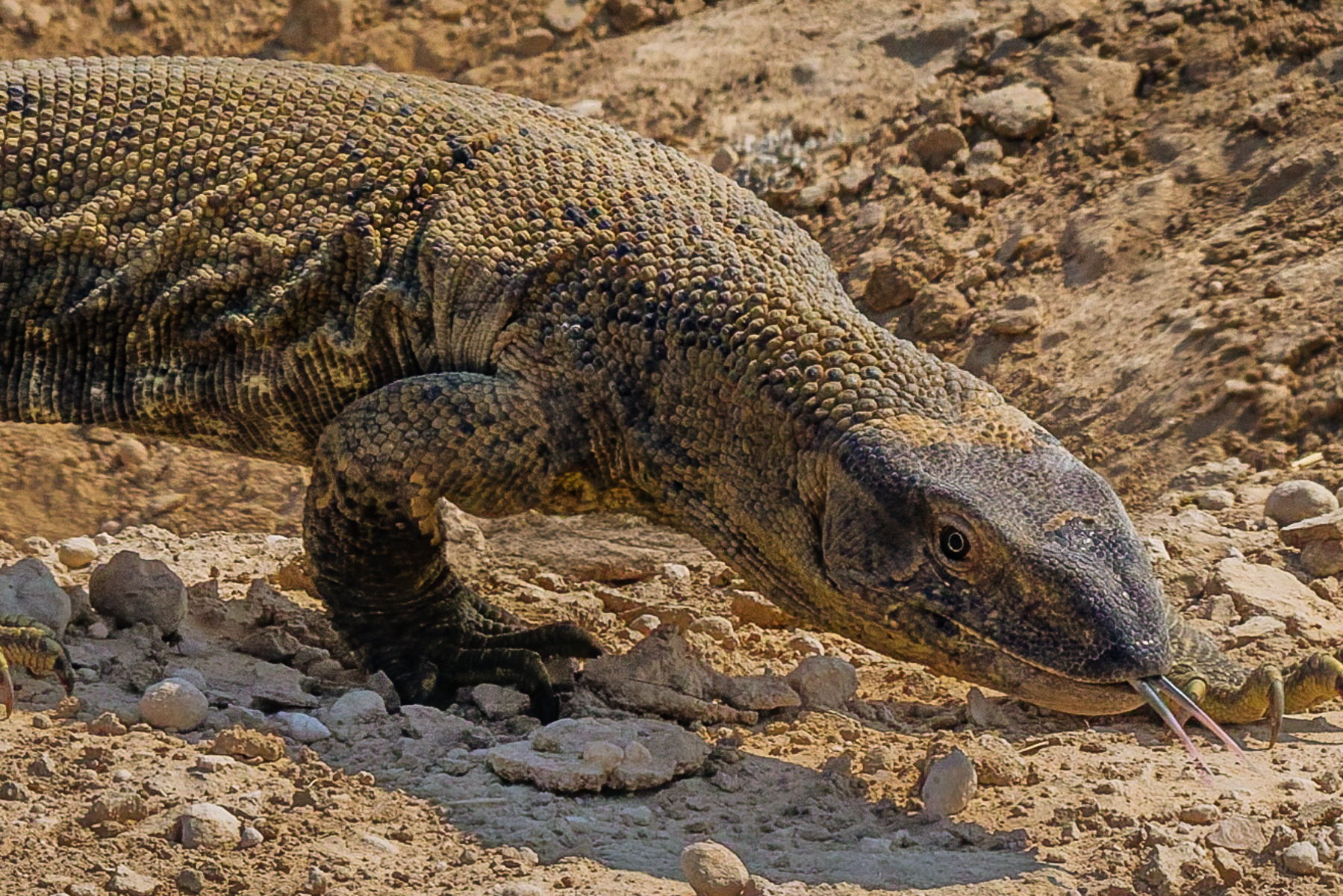 A Southern Rock Monitor lizard uses its tongue to sample the air for chemical information - vital for helping it detect prey, trails and potential mates. Taken in Namibia's Etosha National Park (image by Virginia Wilde)
