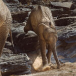 A desert-adapted African Savanna Elephant calf careers down a rocky outcrop in Namibia's Hoanib River Valley. These incredibly smart animals have learned to survive in this arid and harsh desert environment (image by Virginia Wilde)