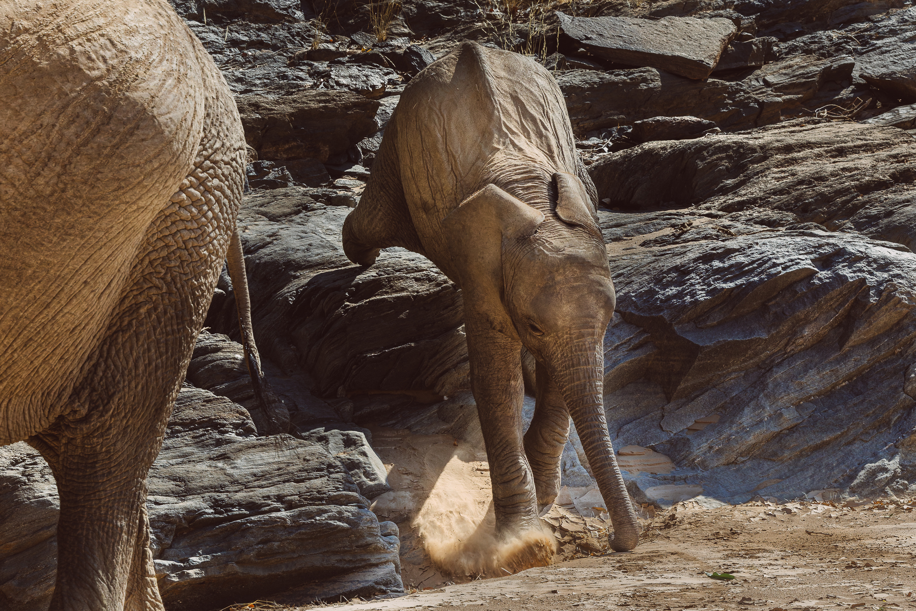 A desert-adapted African Savanna Elephant calf careers down a rocky outcrop in Namibia's Hoanib River Valley. These incredibly smart animals have learned to survive in this arid and harsh desert environment (image by Virginia Wilde)