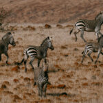 Unlike the more familiar Burchell's Plains Zebra, Hartmann's Mountain Zebra spend much of their lives in rugged mountain country, navigating steep slopes, rocky escarpments and sparse vegetation. This group has the unmistakable air of a family on the move (image by Virginia Wilde)