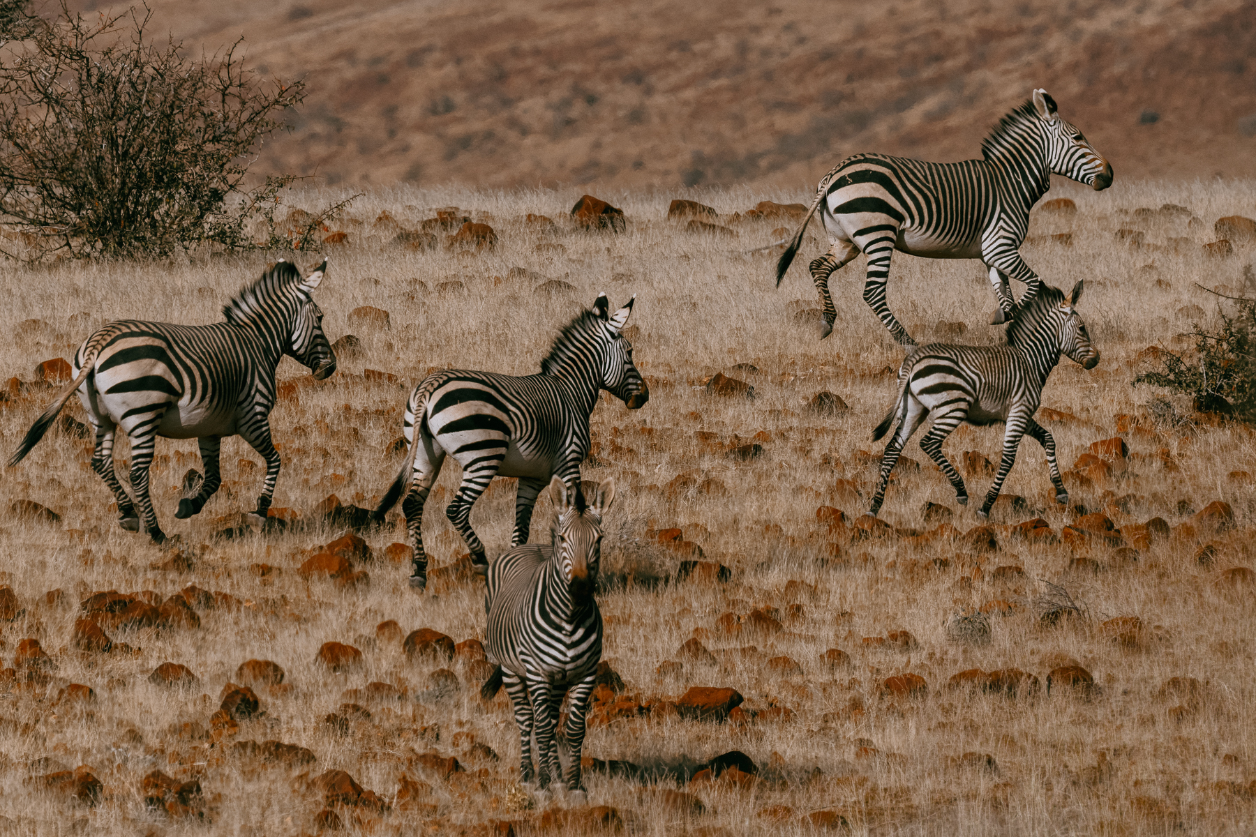 Unlike the more familiar Burchell's Plains Zebra, Hartmann's Mountain Zebra spend much of their lives in rugged mountain country, navigating steep slopes, rocky escarpments and sparse vegetation. This group has the unmistakable air of a family on the move (image by Virginia Wilde)
