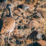 A male Rüppell’s Korhaan, one of the birds that thrives in Namibia's dry country, displays its intricately patterned plumage that echoes the rocks and grasses around it. Endemic to the arid landscapes of Namibia and southern Angola, it is usually encountered alone or in pairs across the desert plains (image by Mike Watson)