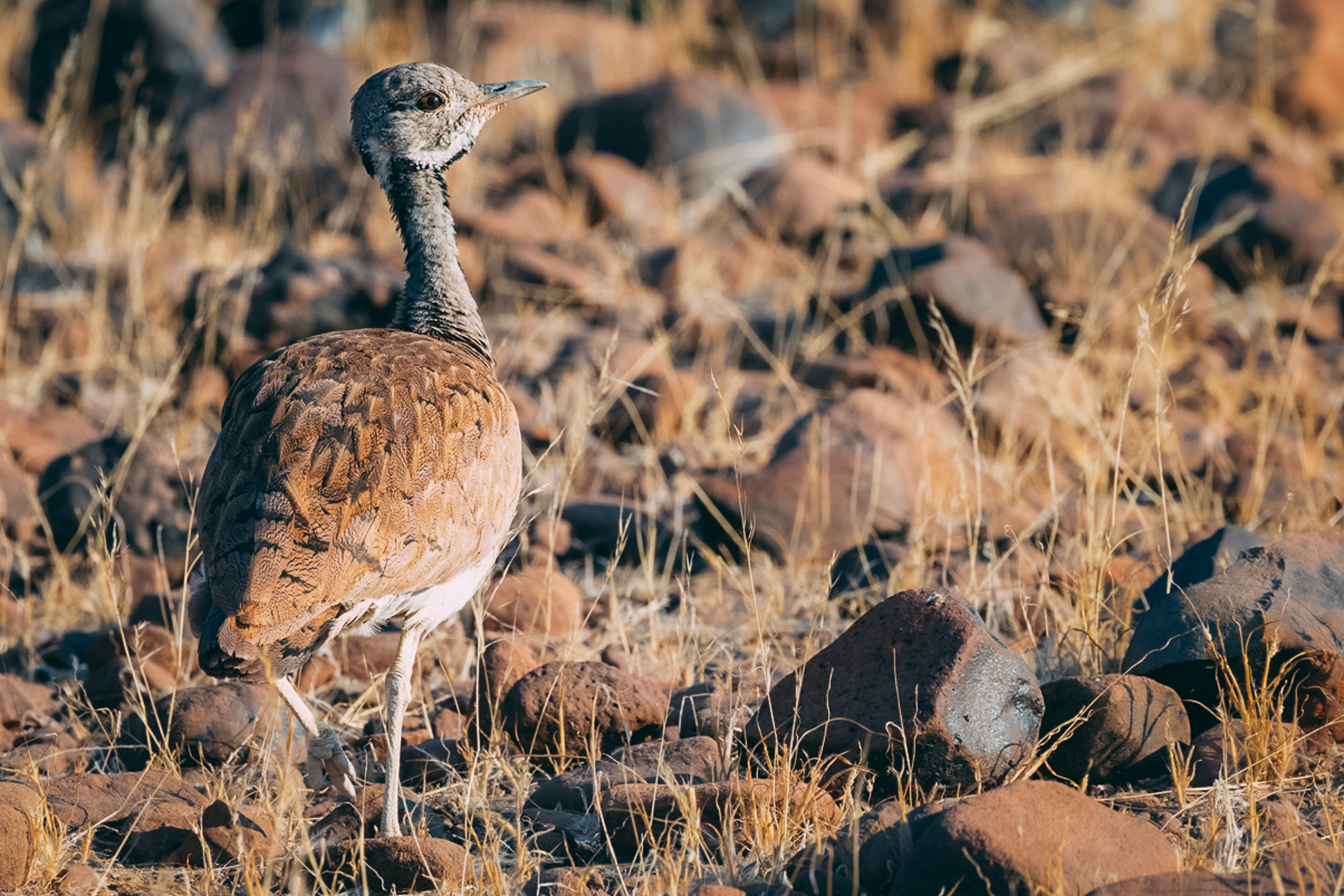 A male Rüppell’s Korhaan, one of the birds that thrives in Namibia's dry country, displays its intricately patterned plumage that echoes the rocks and grasses around it. Endemic to the arid landscapes of Namibia and southern Angola, it is usually encountered alone or in pairs across the desert plains (image by Mike Watson)