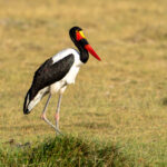 Saddle-billed Stork would have to be one of Africa's most spectacular wetland birds (image by Inger Vandyke)