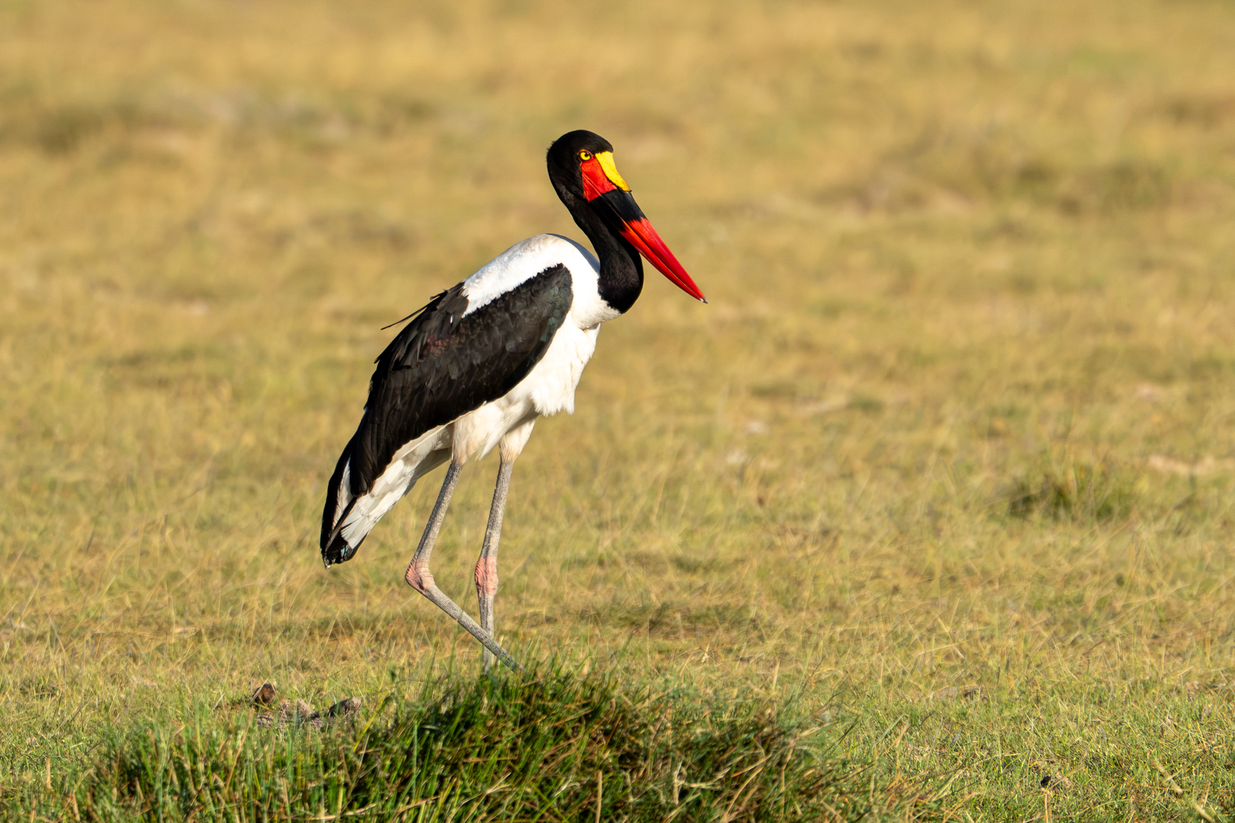 Saddle-billed Stork would have to be one of Africa's most spectacular wetland birds (image by Inger Vandyke)