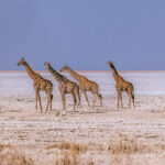 A tower of Angolan Giraffe briefly rest as they trek across the salt pan of Namibia's Etosha National Park. The pan itself covers about 25% of the 22,270-square-km park, and is notable for its silvery-white colour that is visible from space (image by Virginia Wilde)
