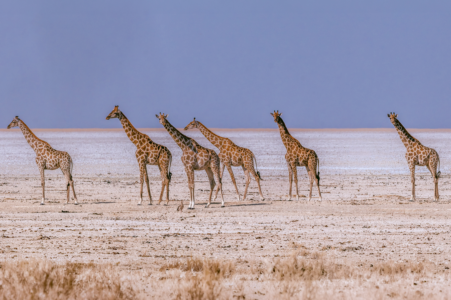 A tower of Angolan Giraffe briefly rest as they trek across the salt pan of Namibia's Etosha National Park. The pan itself covers about 25% of the 22,270-square-km park, and is notable for its silvery-white colour that is visible from space (image by Virginia Wilde)