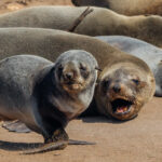 'No noisy pups, I'm sleeping!' A Cape Fur Seal appears to bellow at a passing pup after being woken from its slumber in Namibia's Cape Cross Seal colony (image by Virginia Wilde)