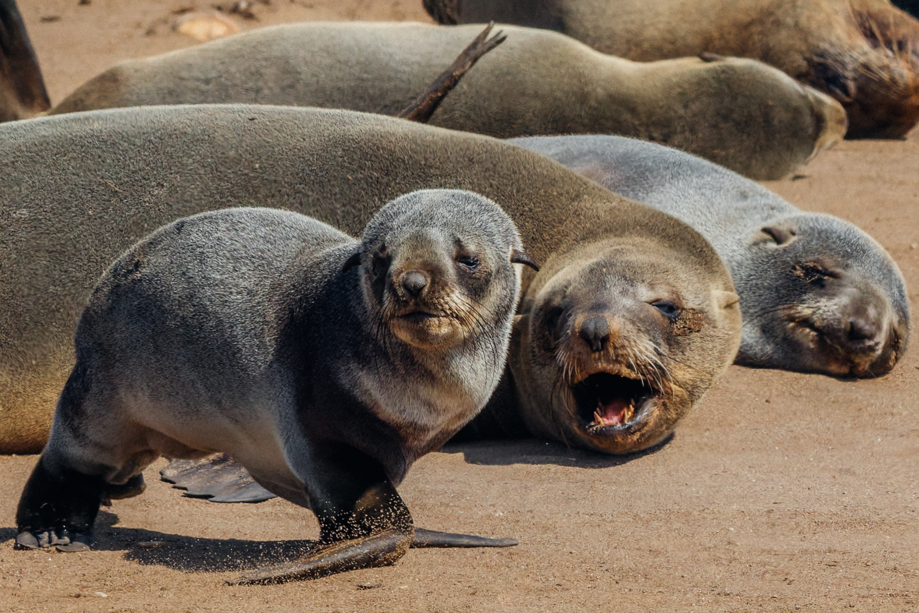'No noisy pups, I'm sleeping!' A Cape Fur Seal appears to bellow at a passing pup after being woken from its slumber in Namibia's Cape Cross Seal colony (image by Virginia Wilde)