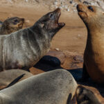 Seal drama is constant in Namibia's Cape Cross seal colony. Cape Fur Seals continuously square up in brief moments of social tension, before, out of nowhere these confrontations tend to defuse. Cape Fur Seals live in dense, noisy colonies where adults must continuously jostle for space, mates and access to the shore (image by Virginia Wilde)