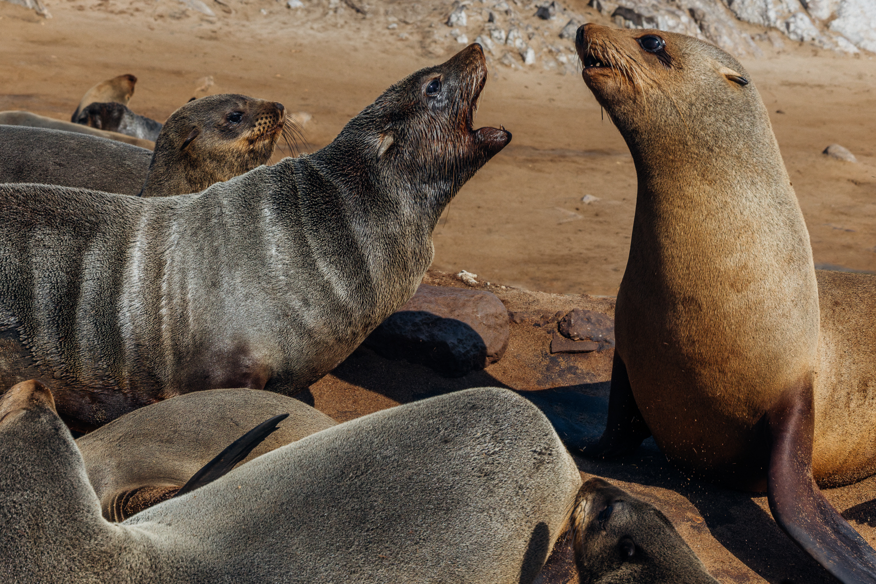 Seal drama is constant in Namibia's Cape Cross seal colony. Cape Fur Seals continuously square up in brief moments of social tension, before, out of nowhere these confrontations tend to defuse. Cape Fur Seals live in dense, noisy colonies where adults must continuously jostle for space, mates and access to the shore (image by Virginia Wilde)