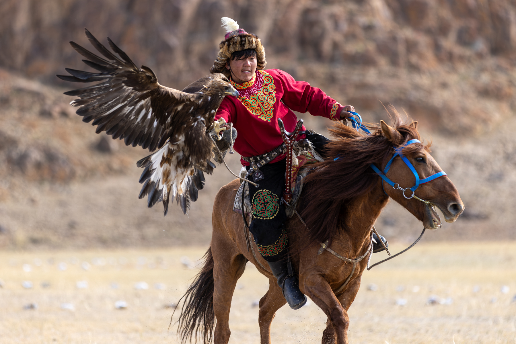 During the eagle festival, Shakiru competes on horseback as his golden eagle lands on his arm (image by Ingrid Koedood)