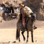 During the eagle festival, the golden eagle is released from high on the mountain and must respond to its hunter’s call. The faster it reaches and lands on the hunter’s arm, the more points are rewarded (image by Ingrid Koedood)
