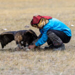 During the shyrga competition at the Eagle Hunters festival, the golden eagle must seize a fox skin used as a lure. Once the eagle has taken hold of its ‘prey’, the hunter has the not-always-easy task of getting it to let go again (image by Ingrid Koedood)