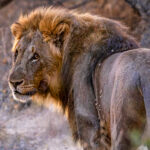 What thoughts and depths lie behind an African Lion's stare? Maybe the accumulated experience of a life: of territory won or lost, rivals faced, wounds survived and the constant demands of staying alive. The scars and battered coat hint at a life shaped by territorial battles (image by Mike Watson)