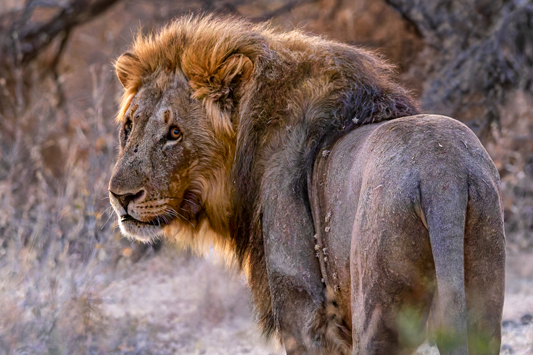 What thoughts and depths lie behind an African Lion's stare? Maybe the accumulated experience of a life: of territory won or lost, rivals faced, wounds survived and the constant demands of staying alive. The scars and battered coat hint at a life shaped by territorial battles (image by Mike Watson)