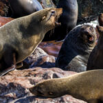 Life in the Cape Fur Seal colony is a continual drama of skirmishes over the best resting spots. Living in such large numbers has survival benefits - but trade-offs in terms of noise and interrupted sleep! (image by Virginia Wilde)