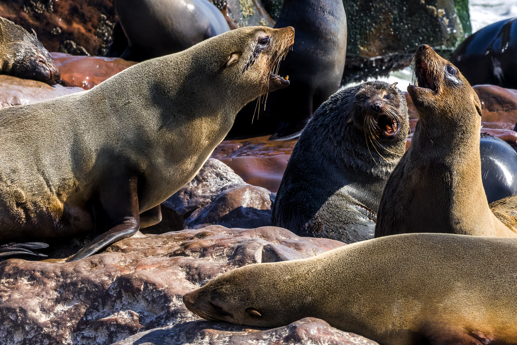 Life in the Cape Fur Seal colony is a continual drama of skirmishes over the best resting spots. Living in such large numbers has survival benefits - but trade-offs in terms of noise and interrupted sleep! (image by Virginia Wilde)
