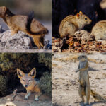 Smaller Mammals of Namibia, clockwise from top left: Angolan Slender Mongoose; Namaqua Rock Mouse; Cape Ground Squirrel and Black-backed Jackal (image by Virginia Wilde)