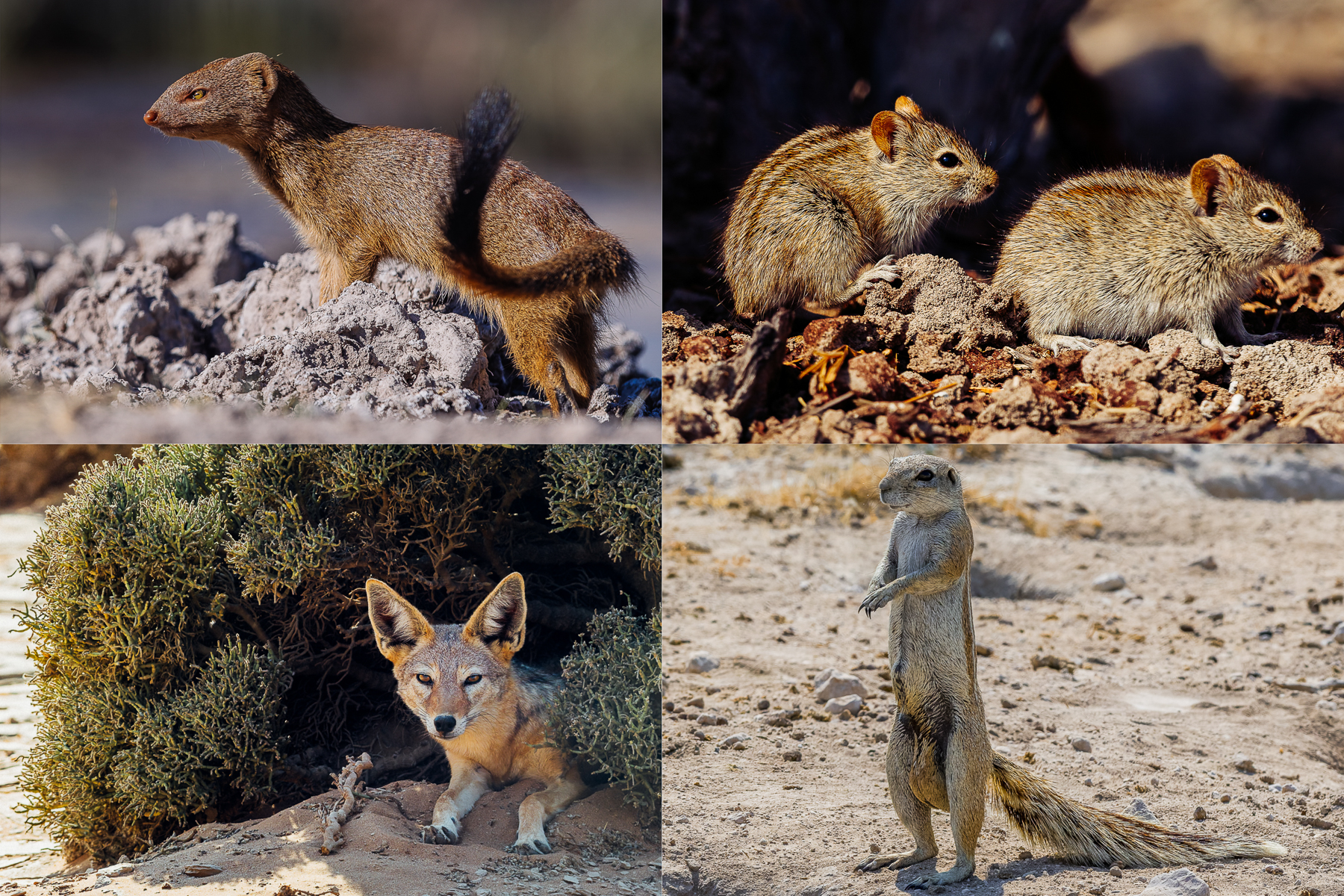 Smaller Mammals of Namibia, clockwise from top left: Angolan Slender Mongoose; Namaqua Rock Mouse; Cape Ground Squirrel and Black-backed Jackal (image by Virginia Wilde)
