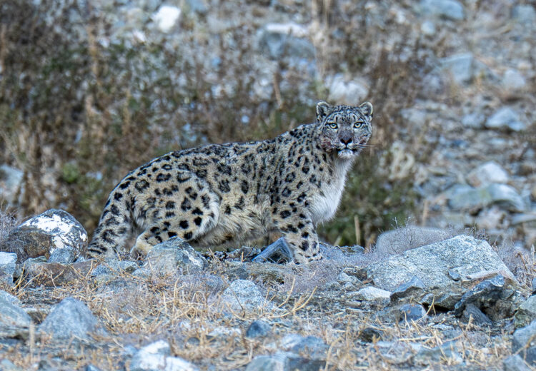 Snow Leopard, Jargalant Mountains (image by Mark Beaman)