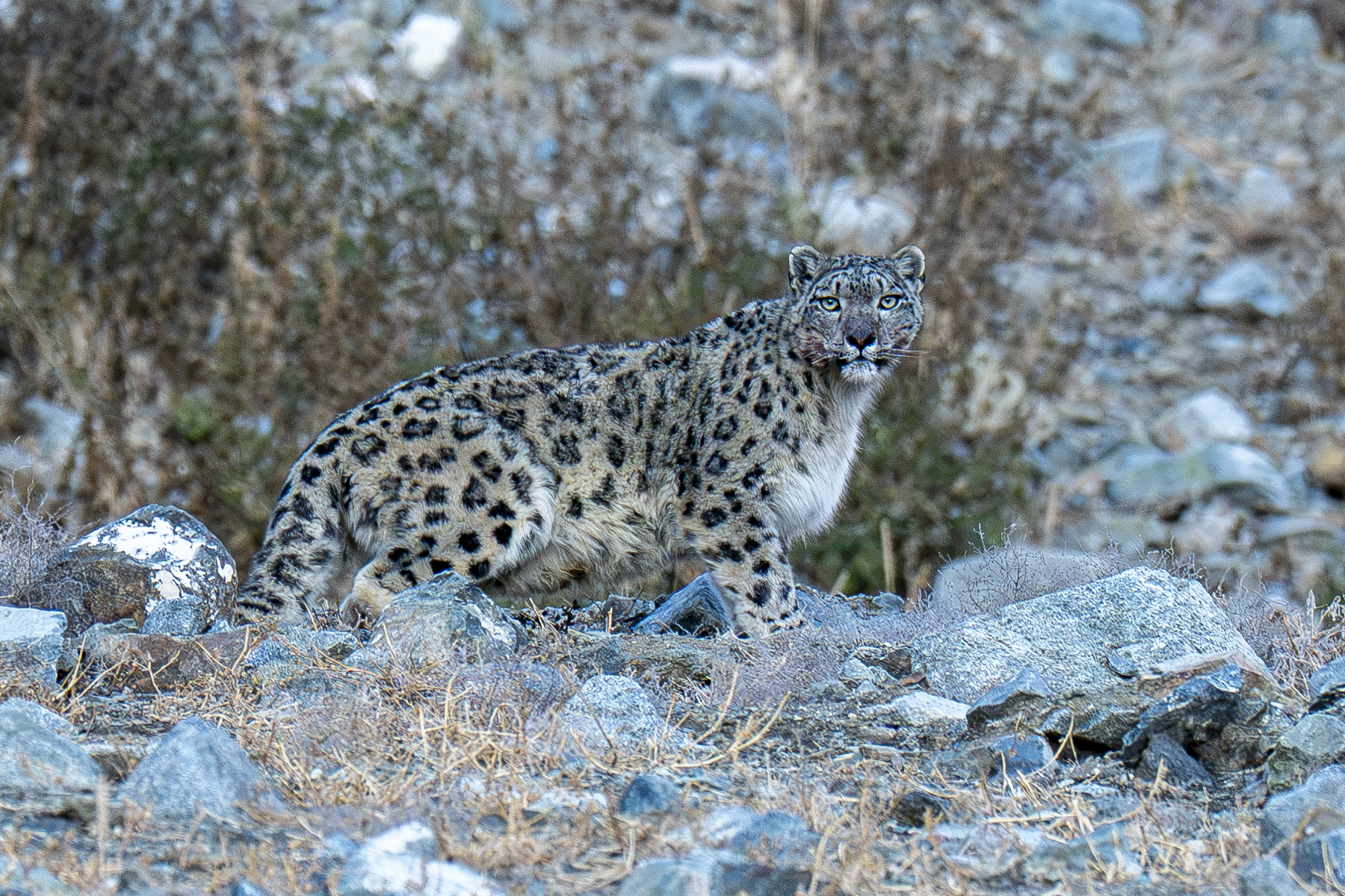 Snow Leopard, Jargalant Mountains (image by Mark Beaman)