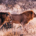 Soft light falls on a pale of wandering African Lions in the faded coloured vegetation of the Onguma Reserve. Like the neighbouring Etosha National Park, Onguma has a large salt pan system, left by the ancient Lake Etosha (image by Virginia Wilde)