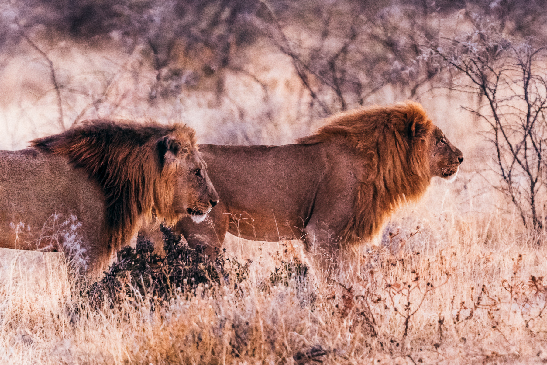 Soft light falls on a pale of wandering African Lions in the faded coloured vegetation of the Onguma Reserve. Like the neighbouring Etosha National Park, Onguma has a large salt pan system, left by the ancient Lake Etosha (image by Virginia Wilde)