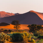 This year's Namibia tour group had a wonderful morning photographing the dunes of Sossusvlei, one-by-one, as the sun slowly rose and deepened the shadows, before it climbed high enough in the sky for contrast to decrease (image by Virginia Wilde)