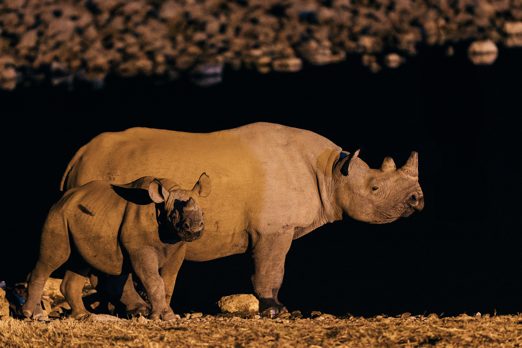 A mother and juvenile Black Rhinoceros cautiously approach the water's edge at Etosha National Park's Okaukeujo waterhole. This park is famous as a stronghold for the South-western subspecies of Black Rhino, holding 85% of the world's population (image by Virginia Wilde)