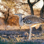 A Southern Kori Bustard waits patiently to drink at the waterhole by our Onguma Reserve hide. These bustards are one of the world's heaviest flying birds, with large males weighing more than 15kg. Yet they can still take to the air when necessary (image by Mike Watson)