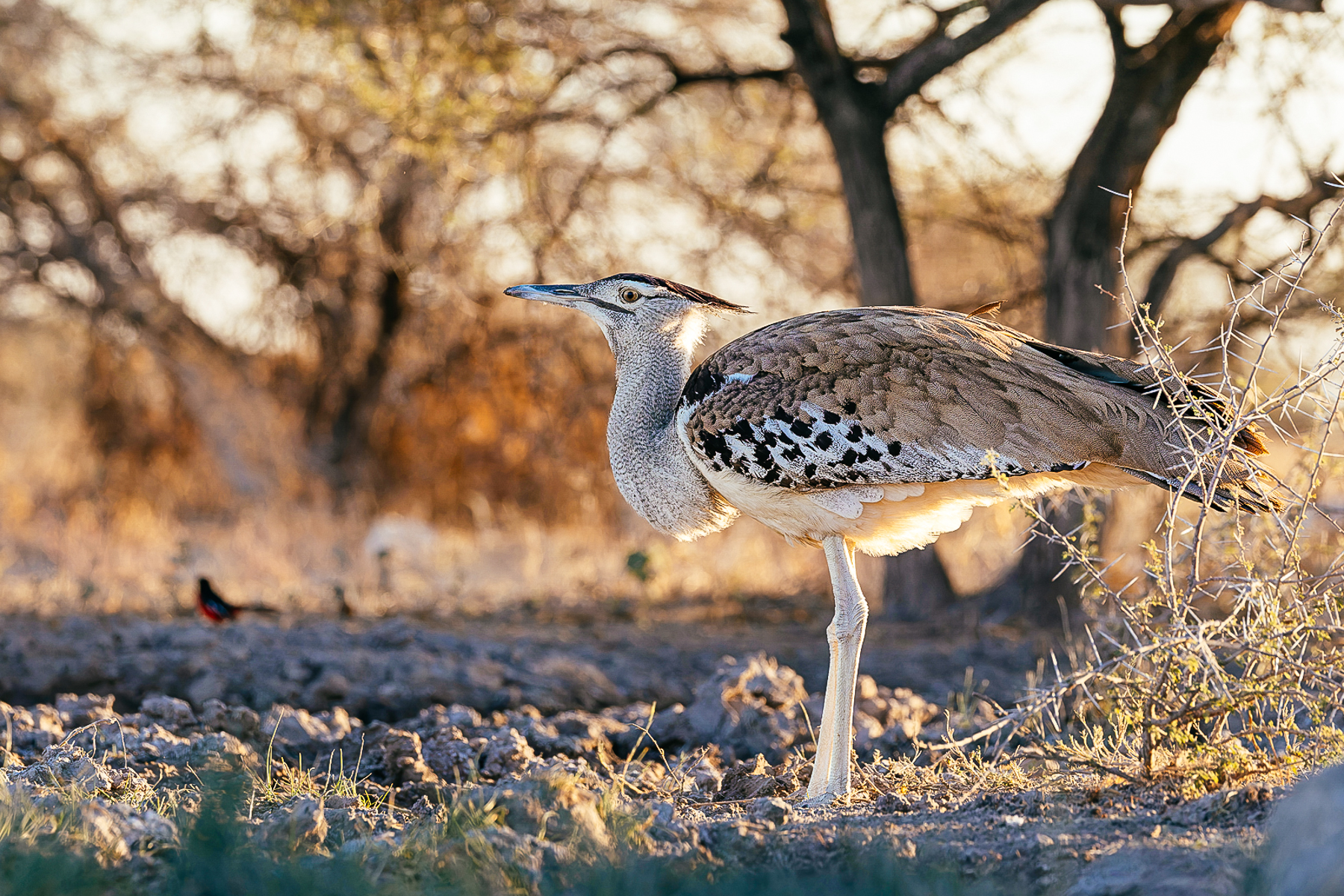A Southern Kori Bustard waits patiently to drink at the waterhole by our Onguma Reserve hide. These bustards are one of the world's heaviest flying birds, with large males weighing more than 15kg. Yet they can still take to the air when necessary (image by Mike Watson)