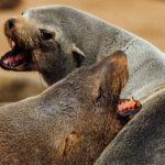 A pair of Cape Fur Seals briefly spar as they jostle for space in Namibia's Cape Cross Seal Colony. Cape seals are the largest fur seal species and are highly social, with Namibia's colonies among the most sprawling concentrations of these seals in the world (image by Virginia Wilde)