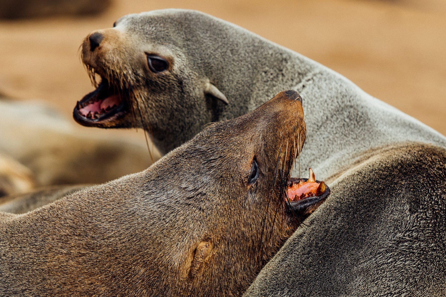 A pair of Cape Fur Seals briefly spar as they jostle for space in Namibia's Cape Cross Seal Colony. Cape seals are the largest fur seal species and are highly social, with Namibia's colonies among the most sprawling concentrations of these seals in the world (image by Virginia Wilde)
