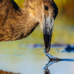 A Hamerkop fishes at lightning speed, with its bill scooping up prey from the shallow waterhole in Namibia's Onguma Reserve (image by Virginia Wilde)
