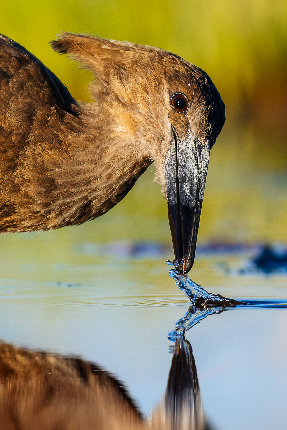 A Hamerkop fishes at lightning speed, with its bill scooping up prey from the shallow waterhole in Namibia's Onguma Reserve (image by Virginia Wilde)