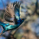 The brilliant blue-green plumage of a Cape Starling is structural rather than simply pigmented. Microscopic structures in the feathers scatter light to create its intense metallic sheen (image by Virginia Wilde)