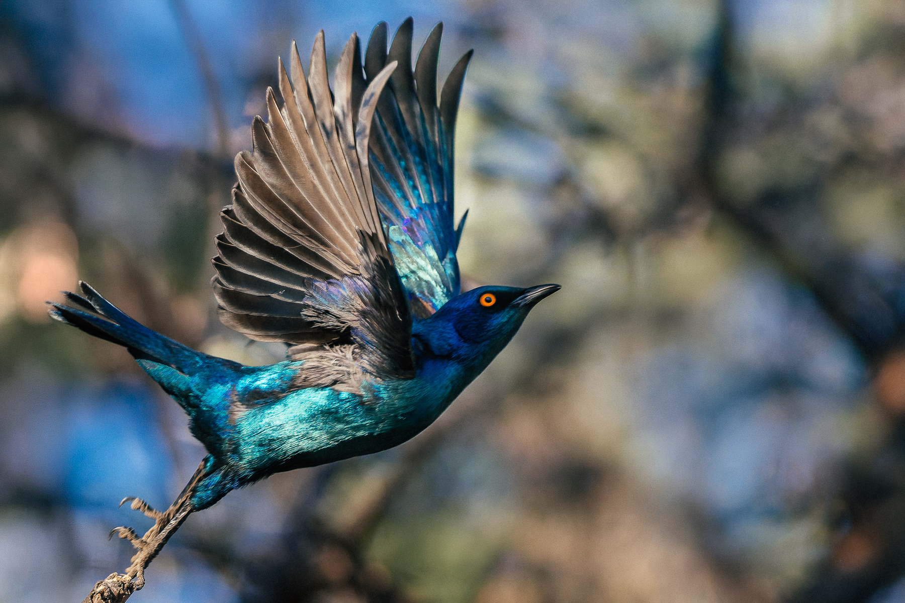 The brilliant blue-green plumage of a Cape Starling is structural rather than simply pigmented. Microscopic structures in the feathers scatter light to create its intense metallic sheen (image by Virginia Wilde)