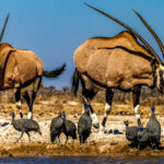 A striking pair of Gemsbok - with characteristic long speared horns - approach the Onguma waterhole to drink, leaving the slightly rattled-looking bunch of Helmeted Guineafowl unsure whether to hold their ground or make a swift sideways exit from their coveted waterside spot (image by Virginia Wilde)