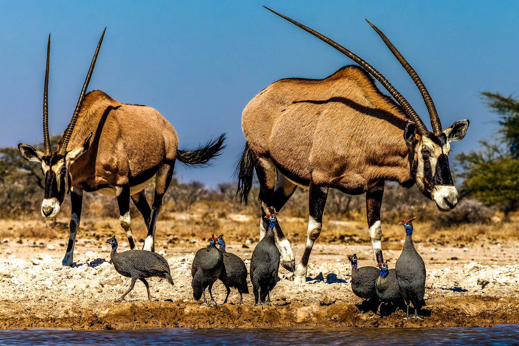 A striking pair of Gemsbok - with characteristic long speared horns - approach the Onguma waterhole to drink, leaving the slightly rattled-looking bunch of Helmeted Guineafowl unsure whether to hold their ground or make a swift sideways exit from their coveted waterside spot (image by Virginia Wilde)