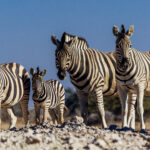 Four Burchell's Zebra stand alert on a rocky rise above a waterhole in Namibia's Onguma Reserve, the bold strips standing out against the deep blue sky (image by Virginia Wilde)