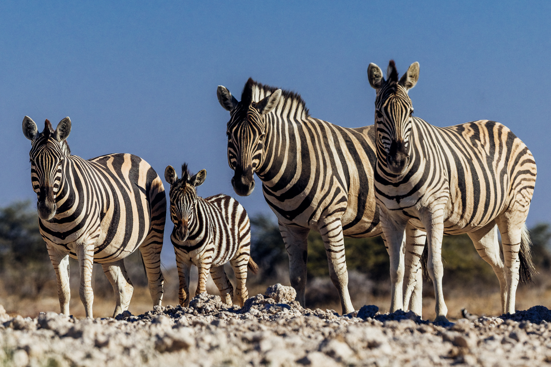 Four Burchell's Zebra stand alert on a rocky rise above a waterhole in Namibia's Onguma Reserve, the bold strips standing out against the deep blue sky (image by Virginia Wilde)