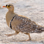 A Double-banded Sandgrouse struts across the salt pan in Namibia's Etosha National Park. Male sandgrouse wets his belly feathers at a waterhole before flying back to the nest where the chicks drink directly from his plumage (image by Mike Watson)
